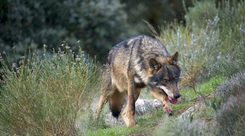 Los ganaderos llevan años quejándose del regreso del lobo a España. Ahora el Congreso se plantea desprotegerlo