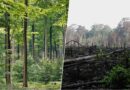 Estamos reforestando Europa con árboles que no llegarán al 2100. Si no los matan las plagas, lo hará el cambio climático