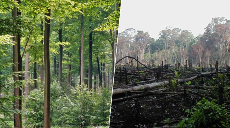 Estamos reforestando Europa con árboles que no llegarán al 2100. Si no los matan las plagas, lo hará el cambio climático