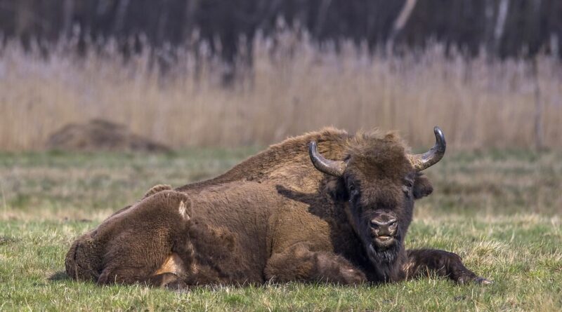 Llevamos años reintroduciendo al bisonte europeo en la península Ibérica. El problema: quizás nunca la habitó