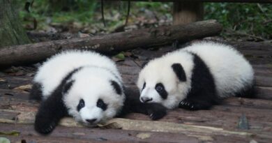 Este zoo de China no tenía osos panda para mostrar a sus visitantes. Así que ha pintado a perros para que lo parezcan