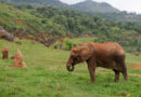 La cría de elefantes africanos siempre ha sido un desafío. Este parque es un líder mundial y está en Cantabria